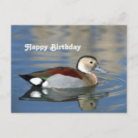 Wildlife Ringed Blauwgroen Duck Photo Birthday