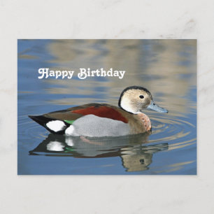 Wildlife Ringed Blauwgroen Duck Photo Birthday Briefkaart