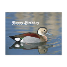 Wildlife Ringed Teal Eend Foto Verjaardag
