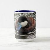 Wildlife Ruddy Duck Foto Mok (Midden)