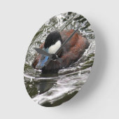 Wildlife Ruddy Duck Photo Ronde Klok (Hoek)
