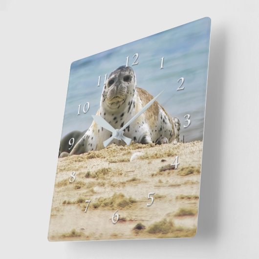 Wildlife Seal Beach La Jolla Cove Vierkante Klok (Hoek)