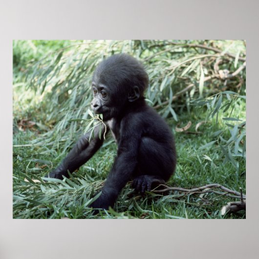 Wildlife Set - Baby Gorilla Close-up Poster (Voorkant)
