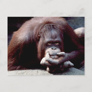 Wildlife Set - Primaten 10 Briefkaart
