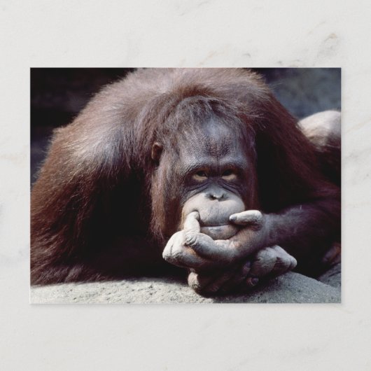 Wildlife Set - Primaten 10 Briefkaart (Voorkant)