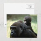 Wildlife Set - Primaten 11 Briefkaart (Voorkant / Achterkant)