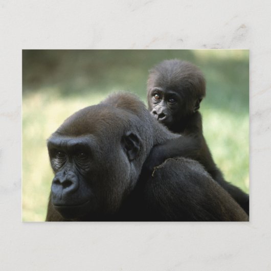 Wildlife Set - Primaten 11 Briefkaart (Voorkant)