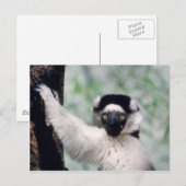 Wildlife Set - Primaten 12 Briefkaart (Voorkant / Achterkant)