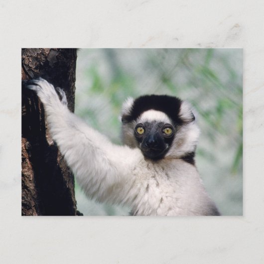 Wildlife Set - Primaten 12 Briefkaart (Voorkant)
