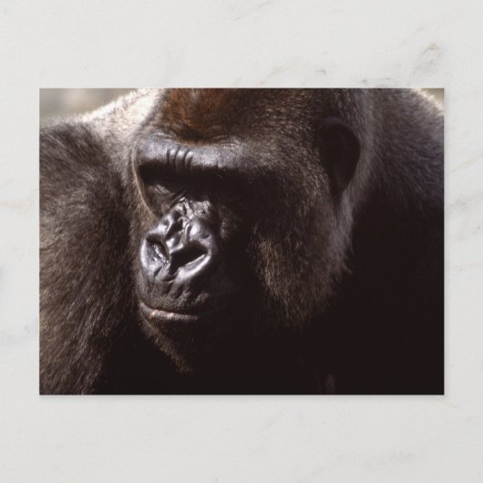 Wildlife Set - Primaten 13 Briefkaart (Voorkant)
