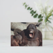 Wildlife Set - Primaten 1 Briefkaart (Staand voorkant)