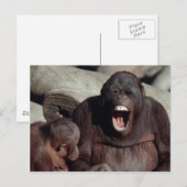 Wildlife Set - Primaten 1 Briefkaart (Voorkant / Achterkant)