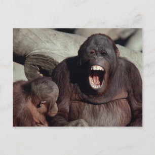 Wildlife Set - Primaten 1 Briefkaart