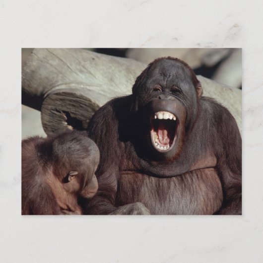 Wildlife Set - Primaten 1 Briefkaart (Voorkant)
