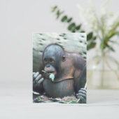 Wildlife Set - Primaten 4 Briefkaart (Staand voorkant)
