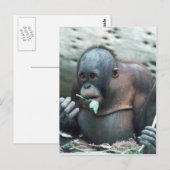 Wildlife Set - Primaten 4 Briefkaart (Voorkant / Achterkant)