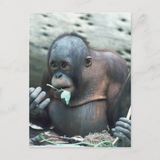 Wildlife Set - Primaten 4 Briefkaart (Voorkant)