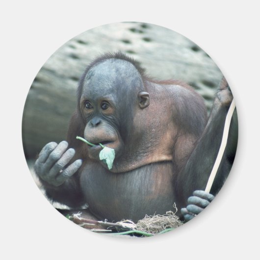 Wildlife Set - Primaten 4 Magneet (Voorkant)