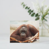 Wildlife Set - Primaten 7 Briefkaart (Staand voorkant)
