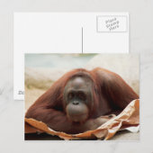 Wildlife Set - Primaten 7 Briefkaart (Voorkant / Achterkant)