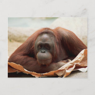 Wildlife Set - Primaten 7 Briefkaart