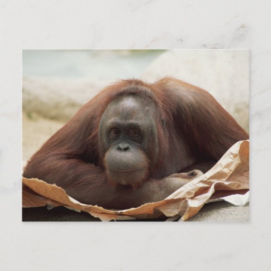 Wildlife Set - Primaten 7 Briefkaart (Voorkant)
