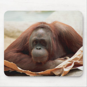 Wildlife Set - Primaten 7 Muismat