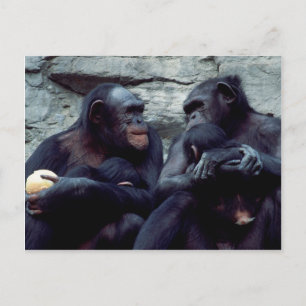 Wildlife set - Primates 5 Briefkaart