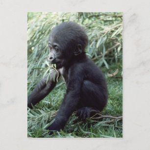 Wildlife set - Primates 8 Briefkaart