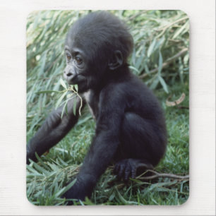Wildlife set - Primates 8 Muismat