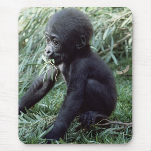Wildlife set - Primates 8 Muismat (Voorkant)