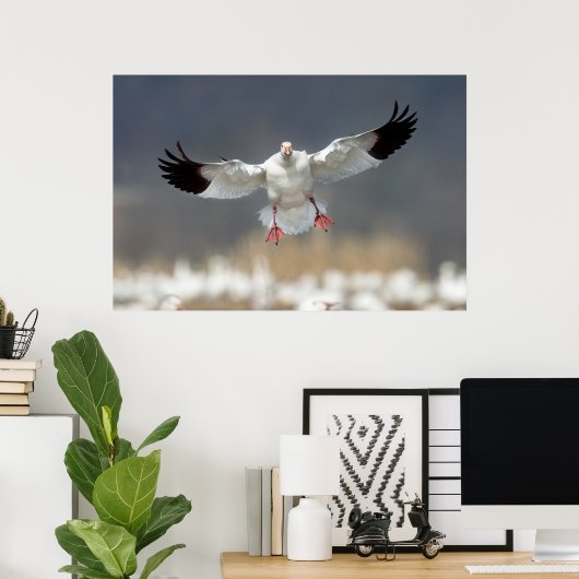 Wildlife Snow Goose Photo Poster (Thuiskantoor)