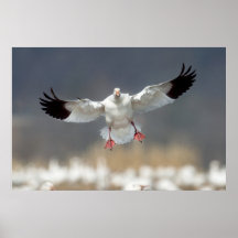 Wildlife Snow Goose Photo