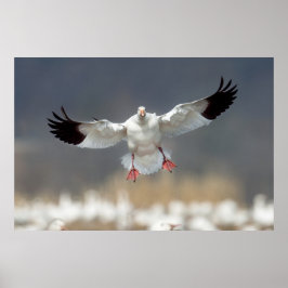 Wildlife Snow Goose Photo Poster