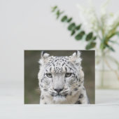 Wildlife Snow Leopard Closeup Face Briefkaart (Staand voorkant)