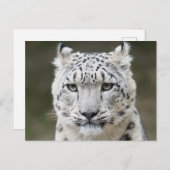 Wildlife Snow Leopard Closeup Face Briefkaart (Voorkant / Achterkant)