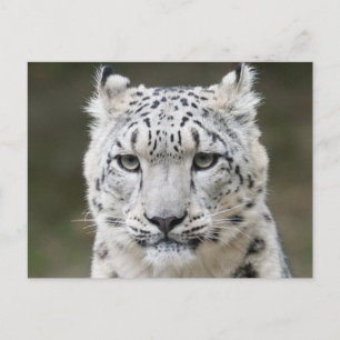 Wildlife Snow Leopard Closeup Face Briefkaart
