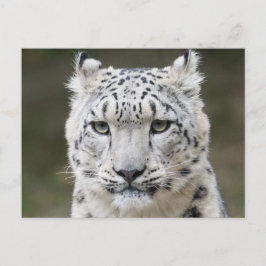 Wildlife Snow Leopard Closeup Face Briefkaart