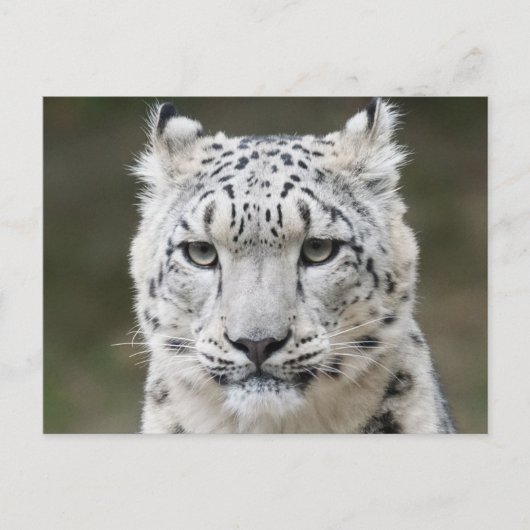 Wildlife Snow Leopard Closeup Face Briefkaart (Voorkant)