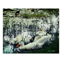 Wildlife Vijver Eenden Dieren Perfect Poster