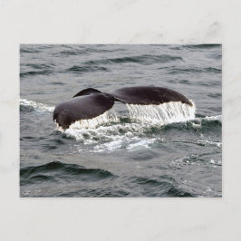 Wildlife Whale Tail Alaska Foto Briefkaart