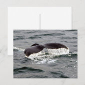 Wildlife Whale Tail Alaska Foto Briefkaart (Voorkant / Achterkant)