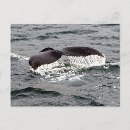 Wildlife Whale Tail Alaska Foto Briefkaart (Voorkant)
