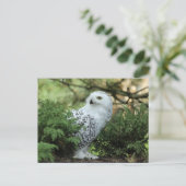 Wildlife White Owl Photo Briefkaart (Staand voorkant)