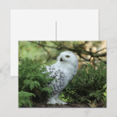 Wildlife White Owl Photo Briefkaart (Voorkant / Achterkant)