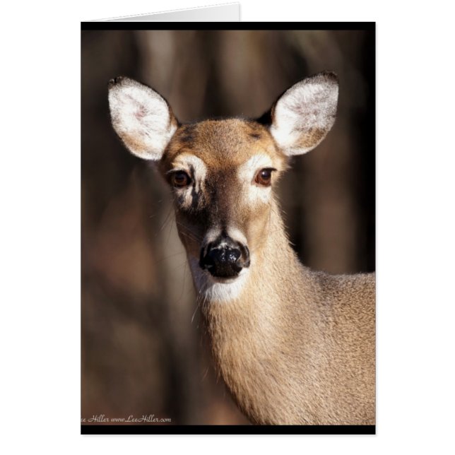 Wildlife Whitetail Deer Doe Portret (Voorkant)