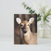Wildlife Whitetail Deer Doe Portret Briefkaart (Staand voorkant)
