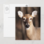 Wildlife Whitetail Deer Doe Portret Briefkaart (Voorkant / Achterkant)