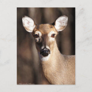 Wildlife Whitetail Deer Doe Portret Briefkaart