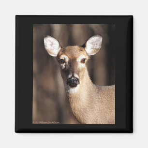 Wildlife Whitetail Deer Doe Portret Magneet